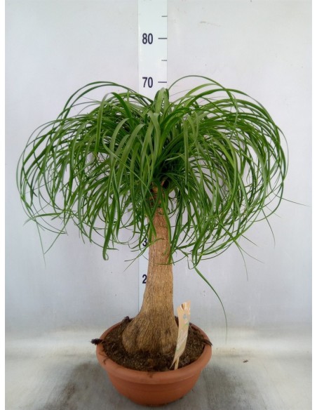 BEAUCARNEA NOLINA