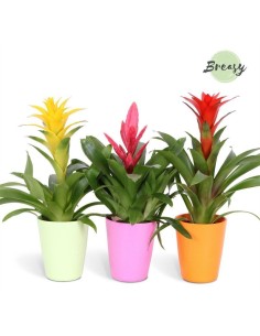 BROMELIA