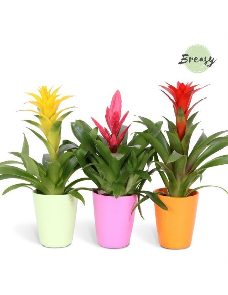BROMELIA