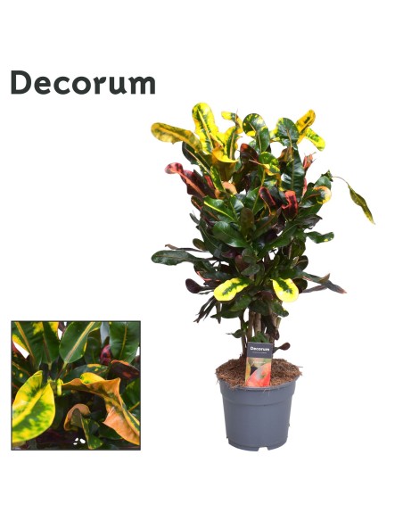 CODIAEUM