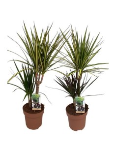 DRACAENA