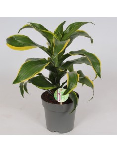 DRACENA DORADO