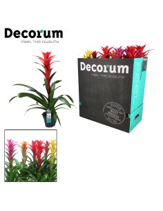 GUZMANIA MIX MAXIMA M13