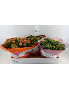 KALANCHOE BLOSS FILLED FLOWERS M9
