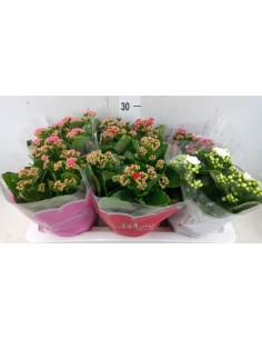 KALANCHOE BLOSS CARNAVAL