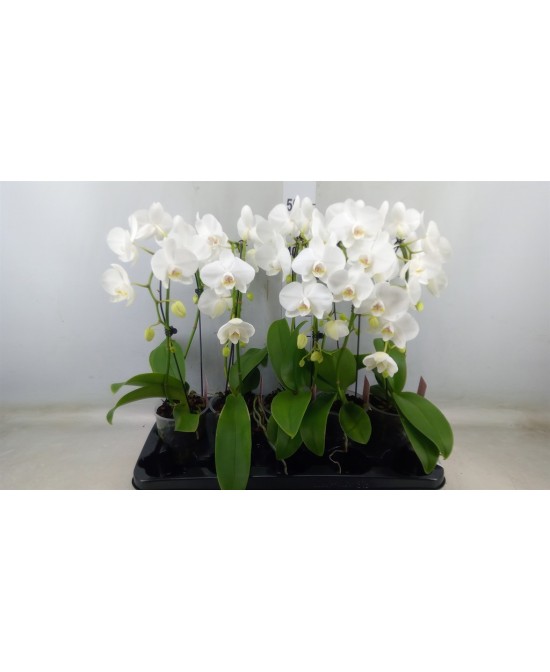 PHALAENOPSIS