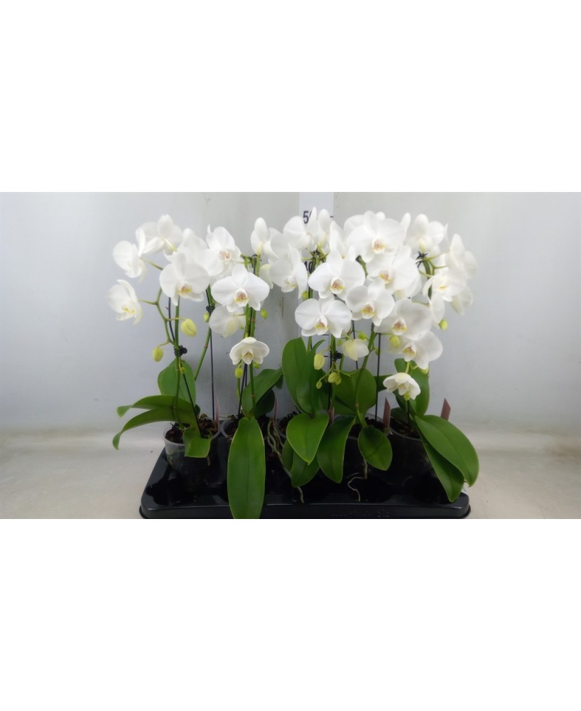 PHALAENOPSIS