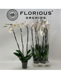 PHALAENOPSIS W