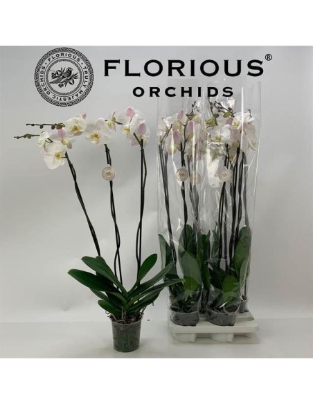 PHALAENOPSIS W