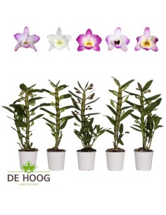 Dendrobium Nobile | Orquídea Fácil de Cuidar con Flores Aromáticas y Larga Duración

