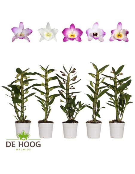 Dendrobium Nobile | Orquídea Fácil de Cuidar con Flores Aromáticas y Larga Duración