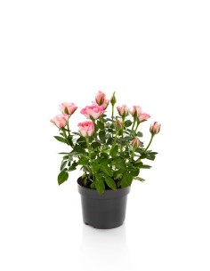 ROSAL MIX