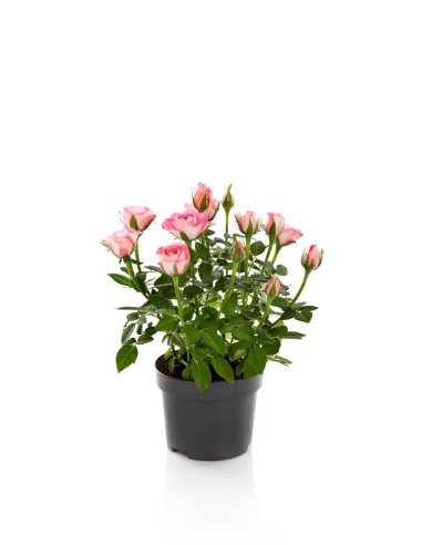 ROSAL MIX