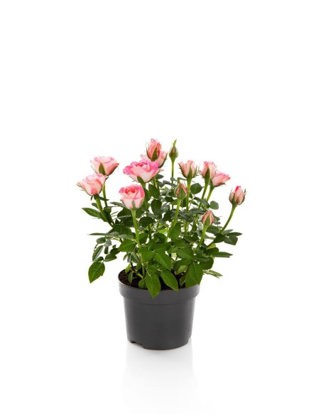 ROSAL MIX