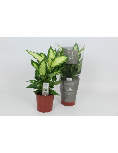 Dieffenbachia M17  Planta de Interior con Follaje Exótico y Fácil Cuidado

