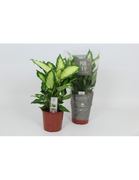 Dieffenbachia M17  Planta de Interior con Follaje Exótico y Fácil Cuidado

