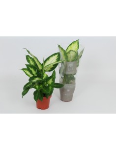 Dieffenbachia Planta de Interior con Hojas Variegadas y Purificadora de Aire