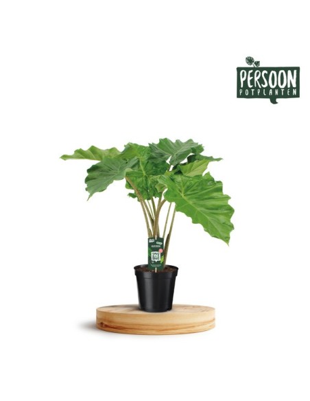 Alocasia Portodora Planta de Interior - Elegancia Tropical y Hojas Grandes | Endanea Garden