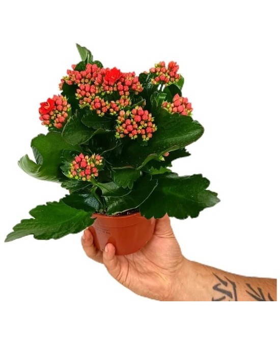 Kalanchoe Blossfeldiana 0.54L  Planta Suculenta Colorida y Fácil Cuidado | Endanea Garden

