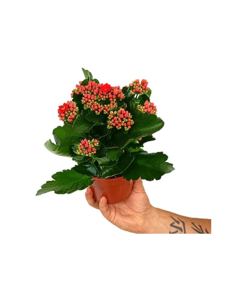 Kalanchoe Blossfeldiana 0.54L  Planta Suculenta Colorida y Fácil Cuidado | Endanea Garden

