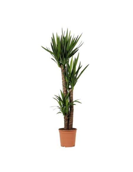 YUCA FILFERA 8/10L