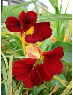 Tropaeolum Majus (Capuchina)  Planta Ornamental y Comestible | Endanea Garden


