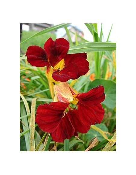 Tropaeolum Majus (Capuchina)  Planta Ornamental y Comestible | Endanea Garden

