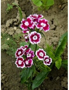 Dianthus barbatus Clavel del Poeta - Flores Vibrantes para Jardín | Endanea Garden