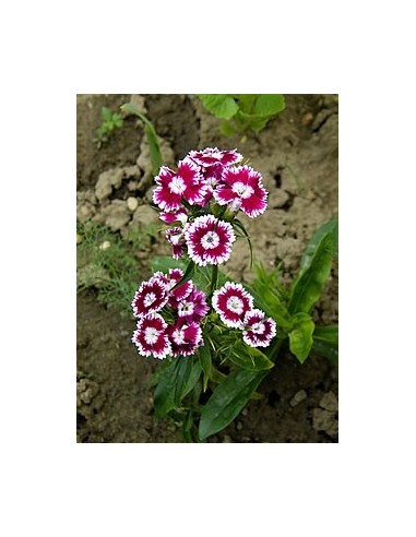 Dianthus barbatus Clavel del Poeta - Flores Vibrantes para Jardín | Endanea Garden

