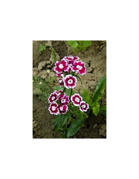 Dianthus barbatus Clavel del Poeta - Flores Vibrantes para Jardín | Endanea Garden