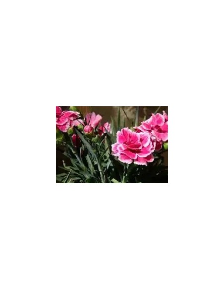 Dianthus Carophyllus Artificial  Flor Decorativa Realista y Sin Mantenimiento | Endanea Garden