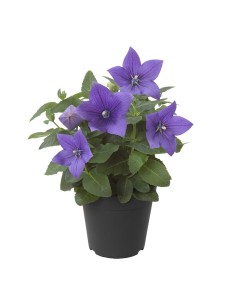 Platicodium M10.5 KM0 | Planta Exótica Local para Jardines y Macetas

