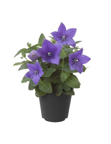Platicodium M10.5 KM0 | Planta Exótica Local para Jardines y Macetas

