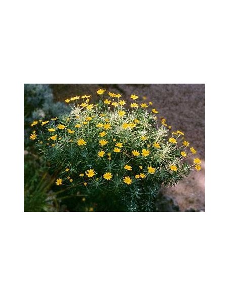 Euryops pectinatus o Margarita amarilla | Arbusto con flor para jardín y terraza | Endanea Garden