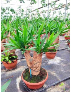 Yucca planta resistente y decorativa para interiores y exteriores Endanea Garden