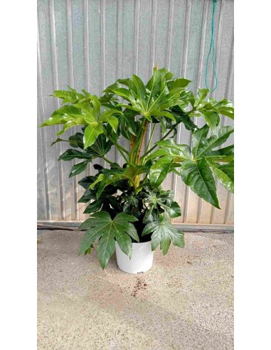Fatsia Japonica 5L  Planta ornamental resistente para interior y exterior

