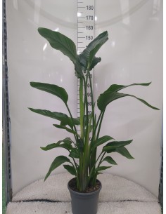 Strelitzia Augusta planta Ave del Paraíso Blanca elegante y fácil de cuidar | Endanea Garden