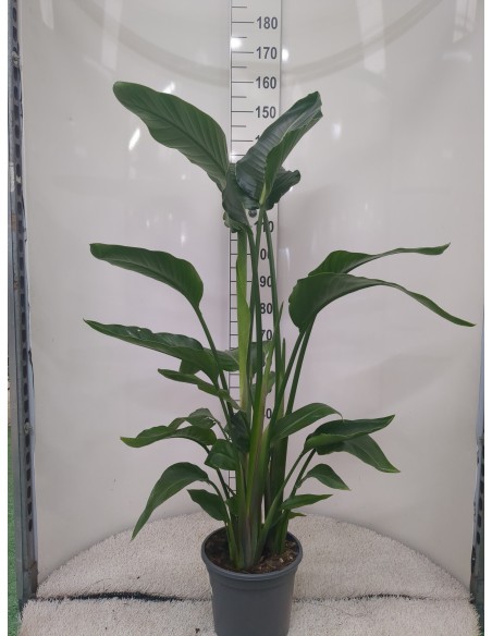 Strelitzia Augusta planta Ave del Paraíso Blanca elegante y fácil de cuidar | Endanea Garden