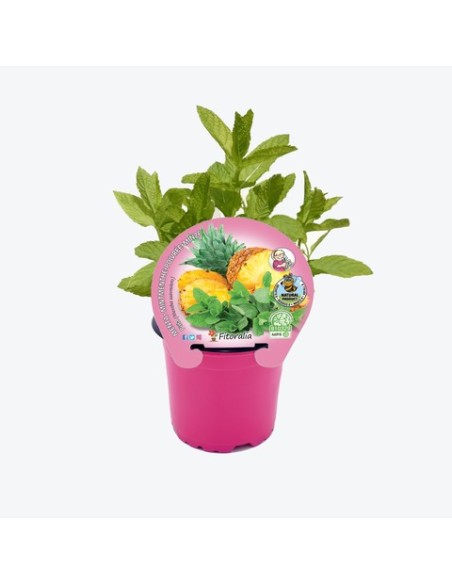 Menta Piña Colada M14 | Planta Aromática Tropical para Cócteles y Cocina - Endanea Garden