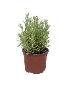 LAVANDUAL STOECHAS LAVANDA  M13