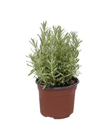 LAVANDUAL STOECHAS LAVANDA  M13