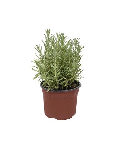 LAVANDUAL STOECHAS LAVANDA  M13