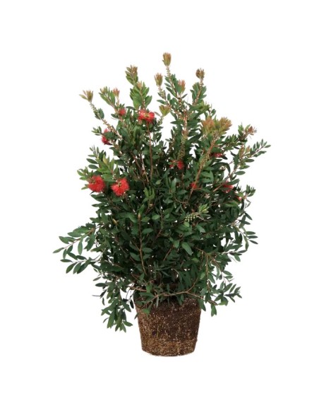 Callistemon Citrinus 15L  Arbusto Perene con Flores Rojas | Endanea Garden

