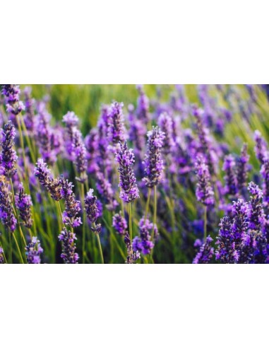 LAVANDUAL STOECHAS LAVANDA  M13