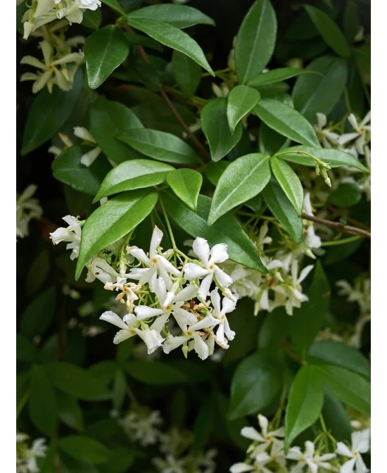 Trachelospermum Jasminoides C20 5L  Enredadera Fragante y Resistente | Endanea Garden

