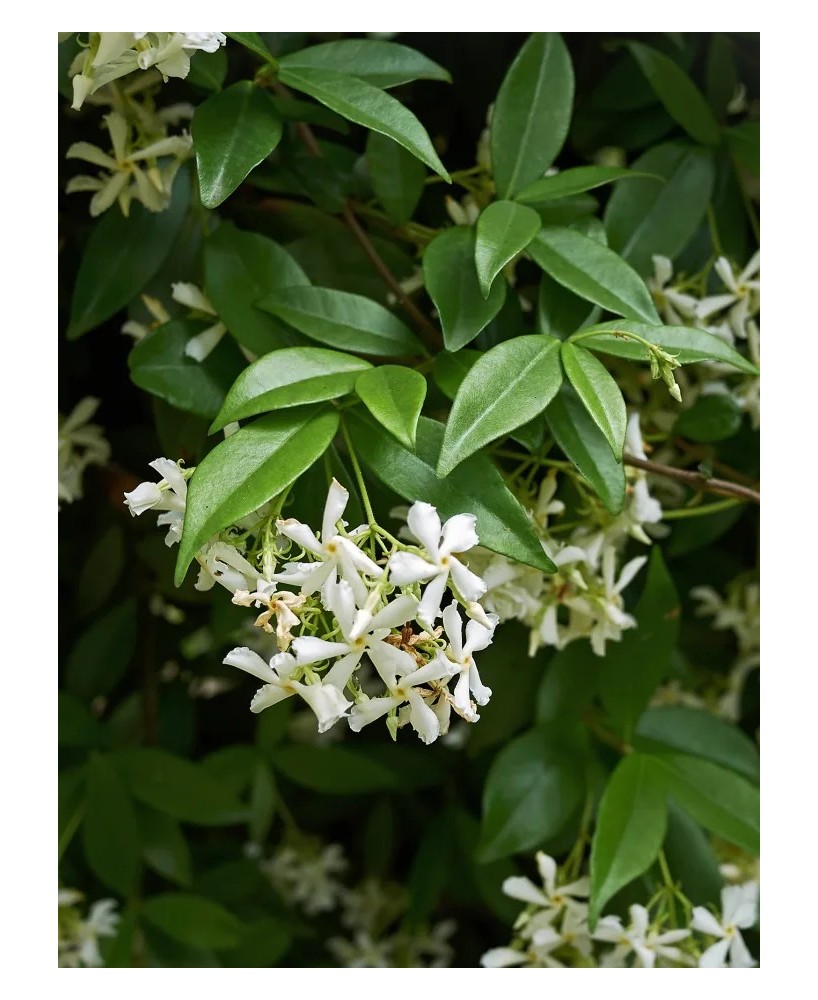 Trachelospermum Jasminoides C20 5L  Enredadera Fragante y Resistente | Endanea Garden

