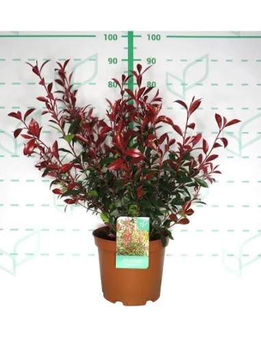 Photinia Carré Rouge C25 7.5L  Seto Compacto con Hojas Rojas y Flores Blancas

