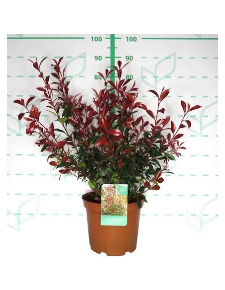 Photinia Carré Rouge C25 7.5L  Seto Compacto con Hojas Rojas y Flores Blancas

