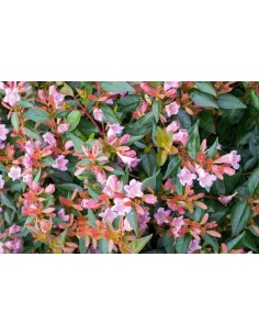 Abelia Edward Goucher C25 7,5L  Planta Compacta con Flores Rosa-Lila | Endanea Garden