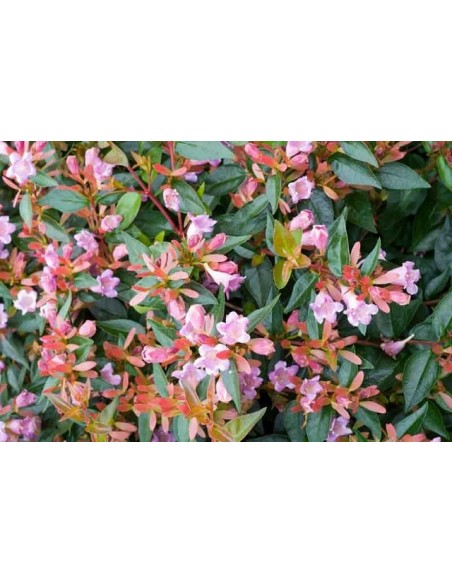 Abelia Edward Goucher C25 7,5L  Planta Compacta con Flores Rosa-Lila | Endanea Garden